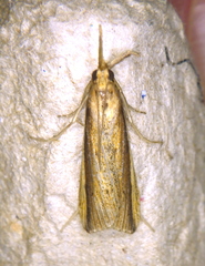 Donacaula albicostellus