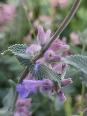Nepeta nuda