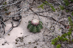 Melocactus paucispinus