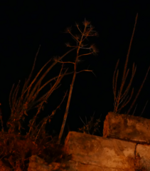 Agave americana