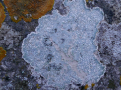 Lecanoromycetes