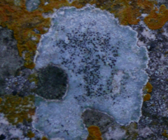 Lecanoromycetes
