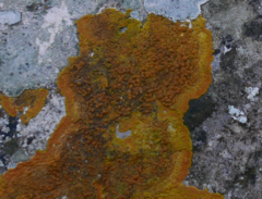 Lecanoromycetes