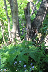 Aconitum septentrionale