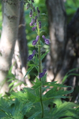 Aconitum septentrionale