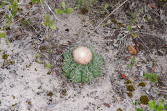 Melocactus concinnus