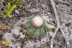 Melocactus concinnus