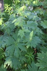 Aconitum septentrionale