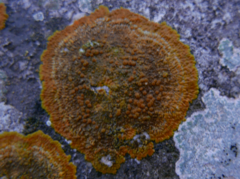 Lecanoromycetes