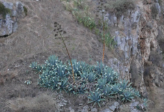 Agave americana