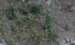 Opuntia