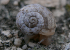 Helicoidea