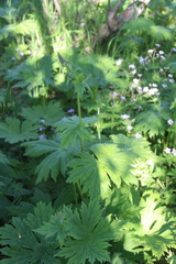 Aconitum septentrionale