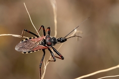 Rhynocoris cuspidatus