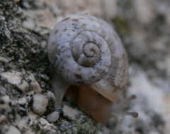 Helicoidea