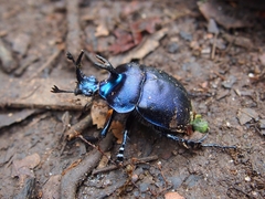 Enoplotrupes sharpi