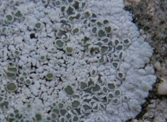 Lecanoromycetes