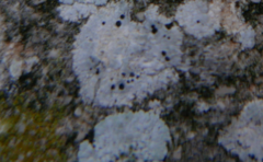 Lecanoromycetes
