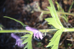 Aconitum septentrionale
