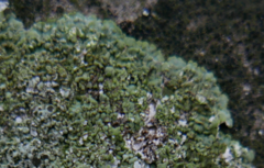 Lecanoromycetes