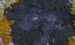 Lecanoromycetes