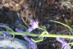 Aconitum septentrionale