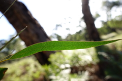 Eucalyptus arenicola
