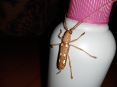 Eburodacrys triocellata