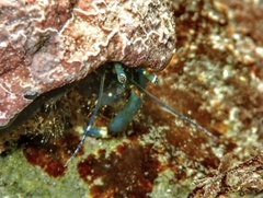 Clibanarius virescens