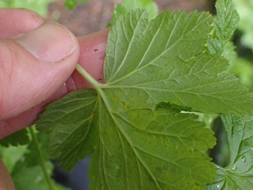 Image of Maple Currant (Ribes acerifolium) by no rights reserved