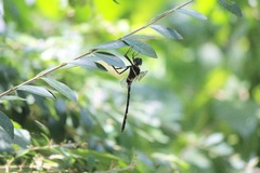 Macromia