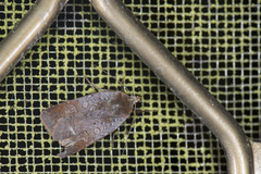 Diarsia subtincta
