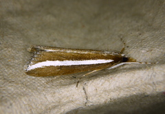 Carectocultus perstrialis