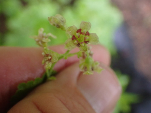 Image of Maple Currant (Ribes acerifolium) by no rights reserved