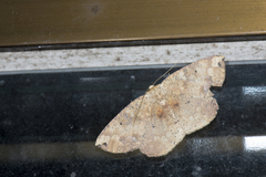 Heterostegania lunulosa