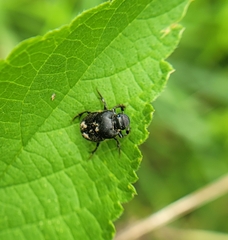 Onthophagus hecate