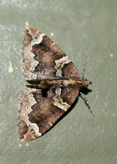 Eulithis xylina