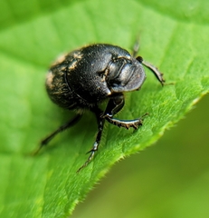 Onthophagus hecate