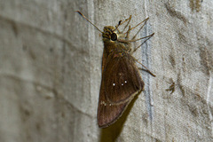 Torbenlarsenia gemella