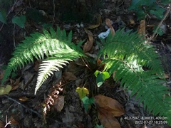 Polystichum setiferum