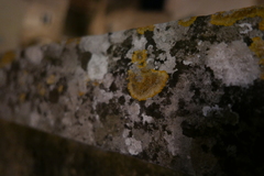 Lecanoromycetes