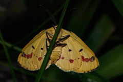Phoenicocampa rubrifasciata