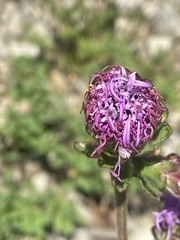 Liatris ligulistylis