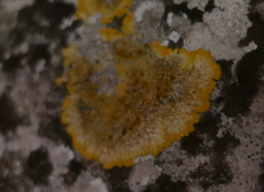 Lecanoromycetes