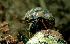 Calcinus laevimanus