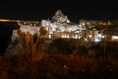 Opuntia