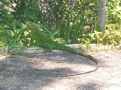 Iguana iguana