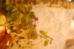 Capparis