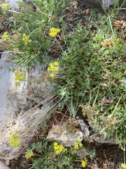 Cymopterus hallii