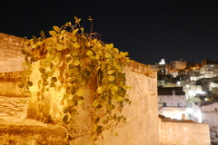 Capparis